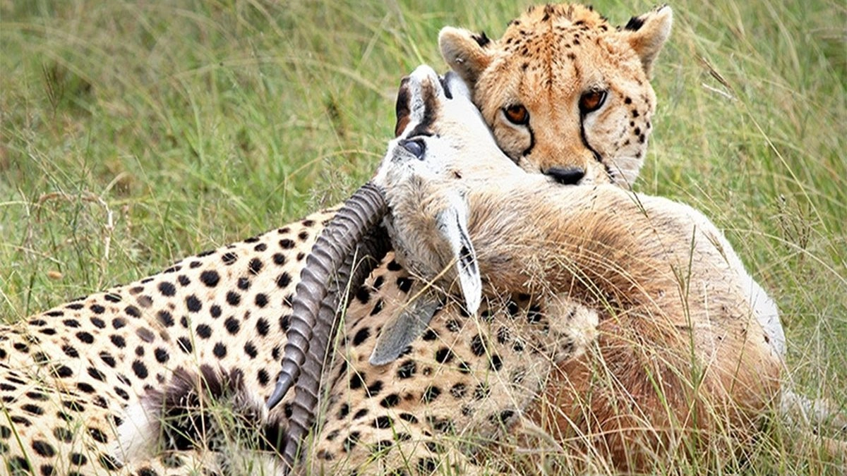 Day 12: Explore Tsavo East National Park