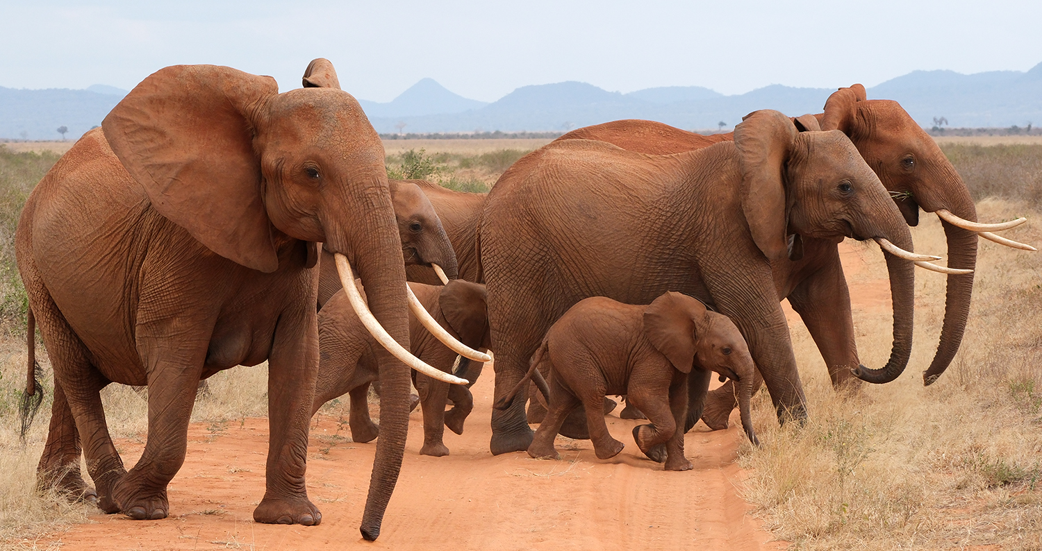 Day 13: Tsavo East National Park to Nairobi
