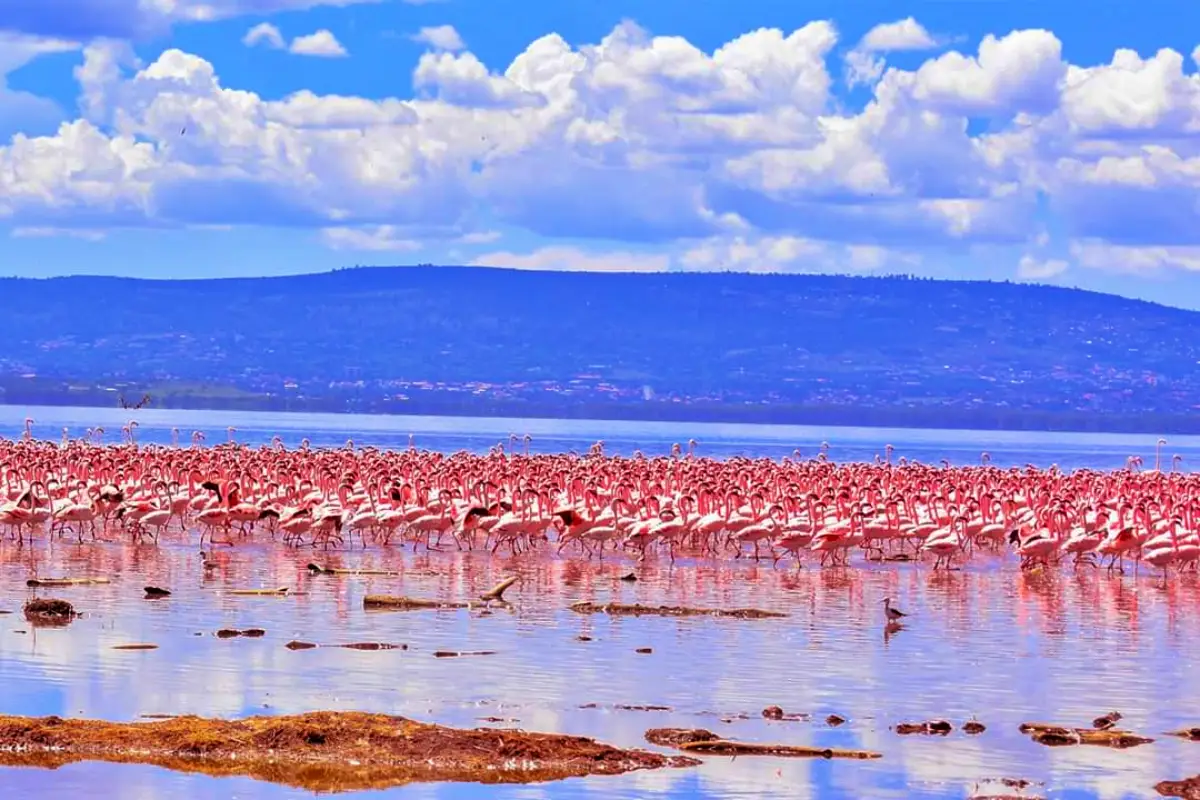 Day 1: Nairobi to Lake Nakuru National Park