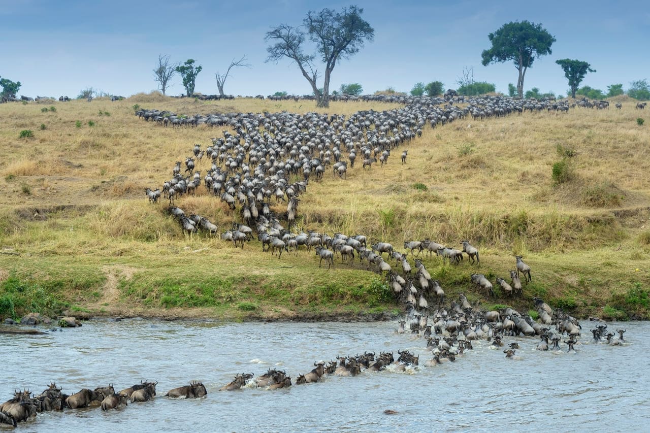 Day 3: Full-Day Game Drive in Masai Mara National Reserve