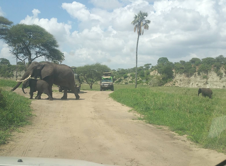 Day 11: Tarangire National Park to Nairobi Airport via Namanga Border
