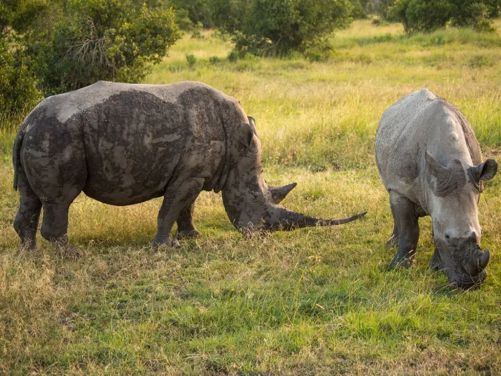 Day 2: Full-Day Wildlife Experience in Ol Pejeta Conservancy