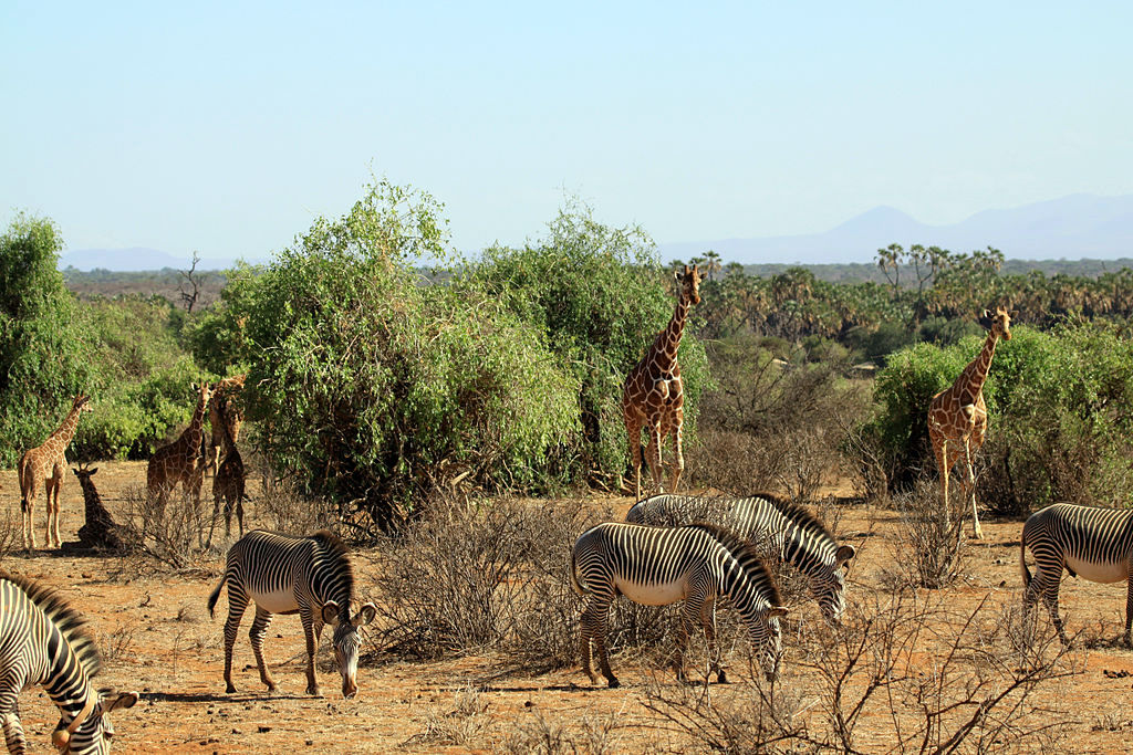 Day 4: Full-Day Wildlife Safari in Samburu National Reserve