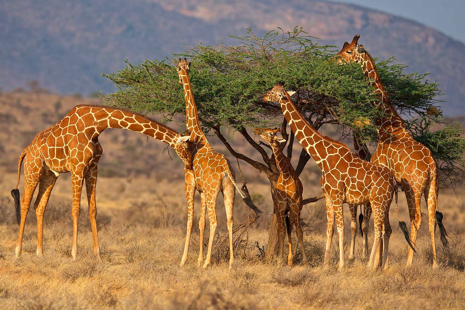 Day 5: Samburu National Reserve to Nairobi