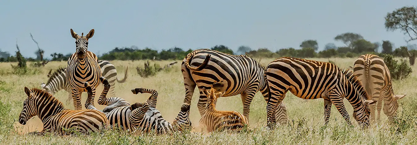 Day 1: Mombasa to Taita Hills Wildlife Sanctuary