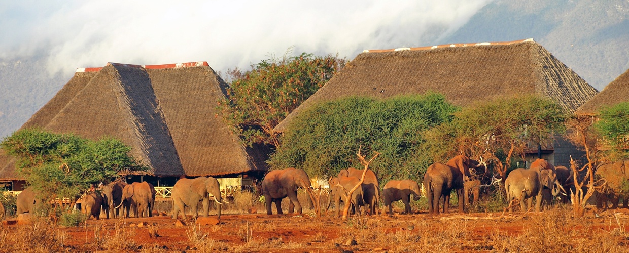 Day 2: Taita Hills Wildlife Sanctuary to Ngutuni Game Sanctuary