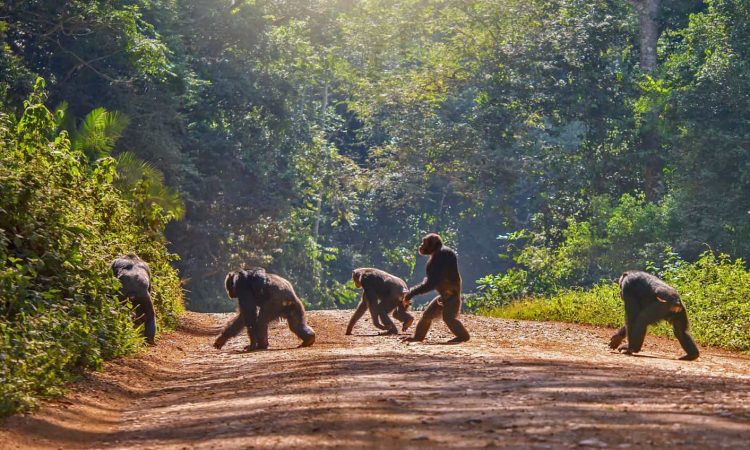 Day 6: Chimps Trekking with Cultural Tour