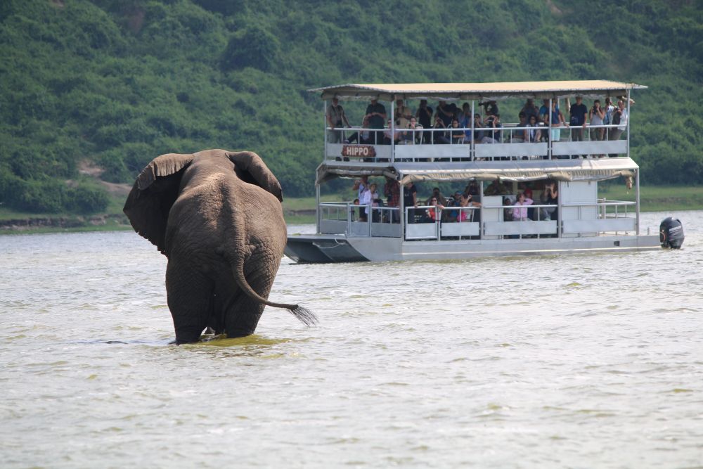 Day 7: Transfer to Queen Elizabeth and Boat Safari