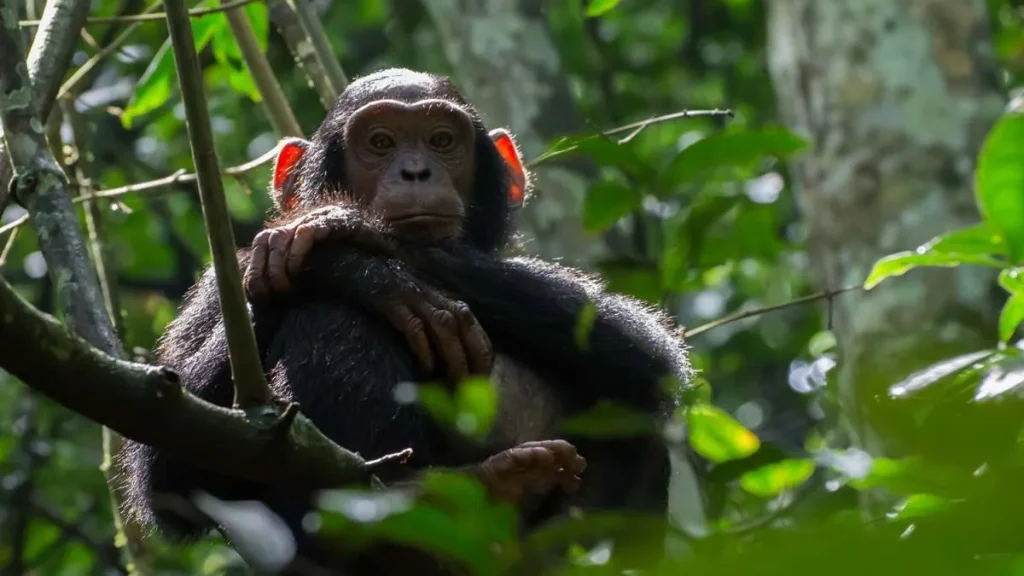 Day 2: Chimpanzee Trekking, Bigodi Wetland Walk and Cultural Experience