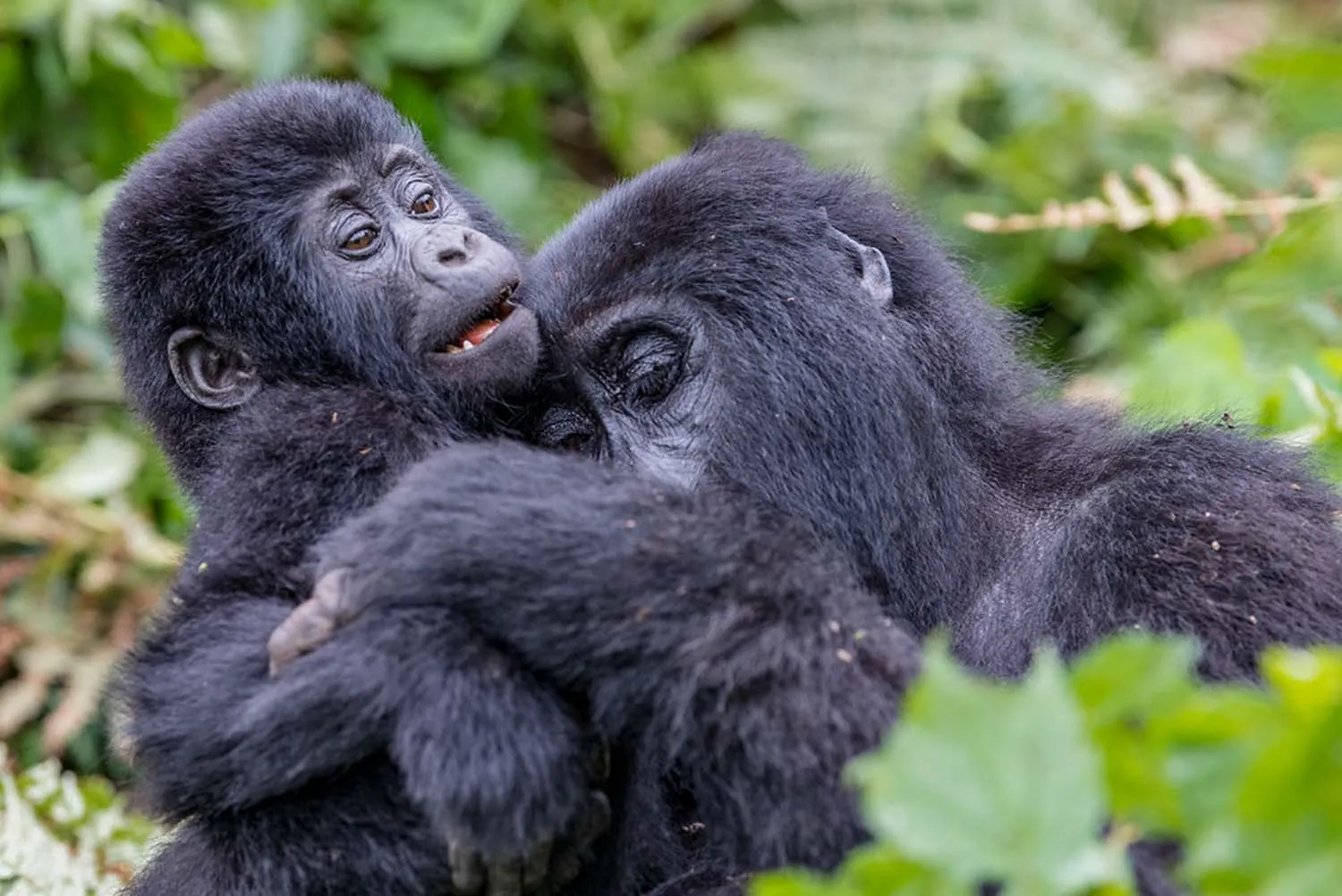 Day 5: Gorilla Trekking and Transfer to Lake Bunyonyi