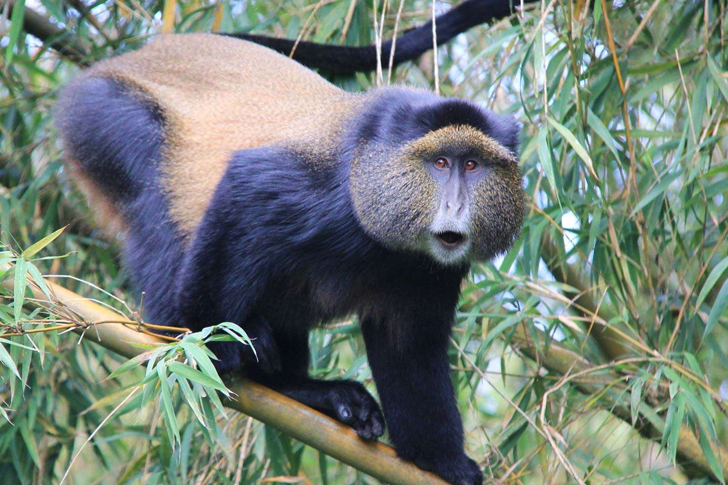 Day 7: Golden Monkey Trekking, Kigali City Tour and Departure
