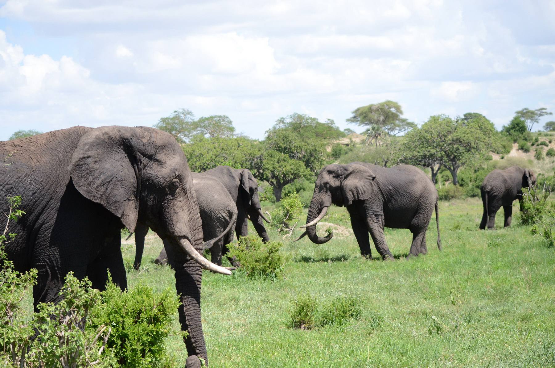 Day 2: Arusha to Tarangire National Park