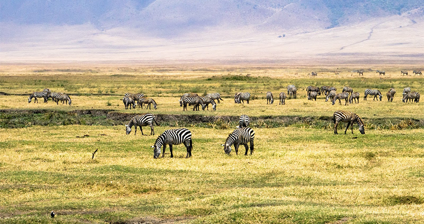 Day 3:Ngorongoro Crater to Serengeti National Park