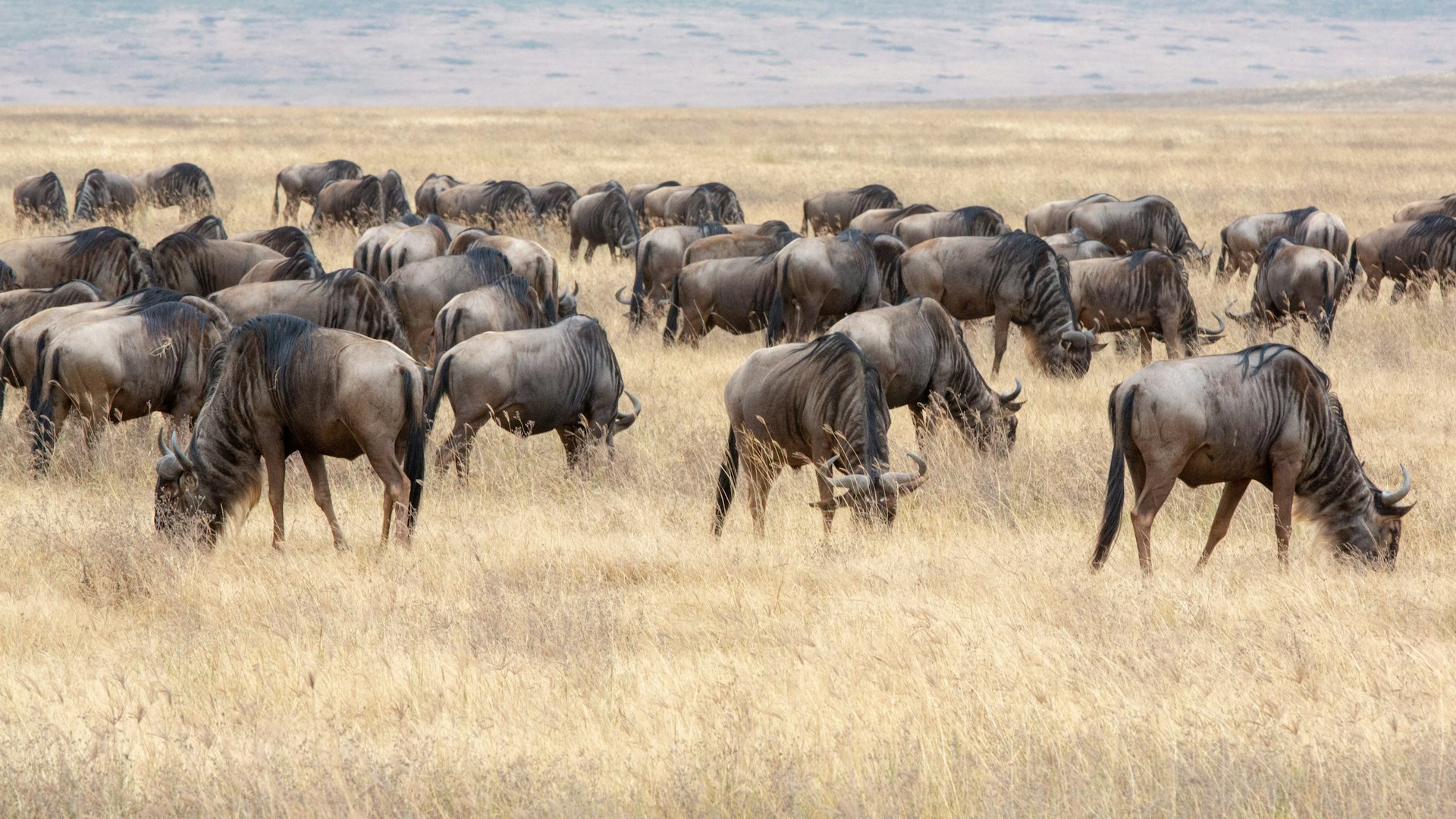 Day 4: Serengeti National Park to Karatu