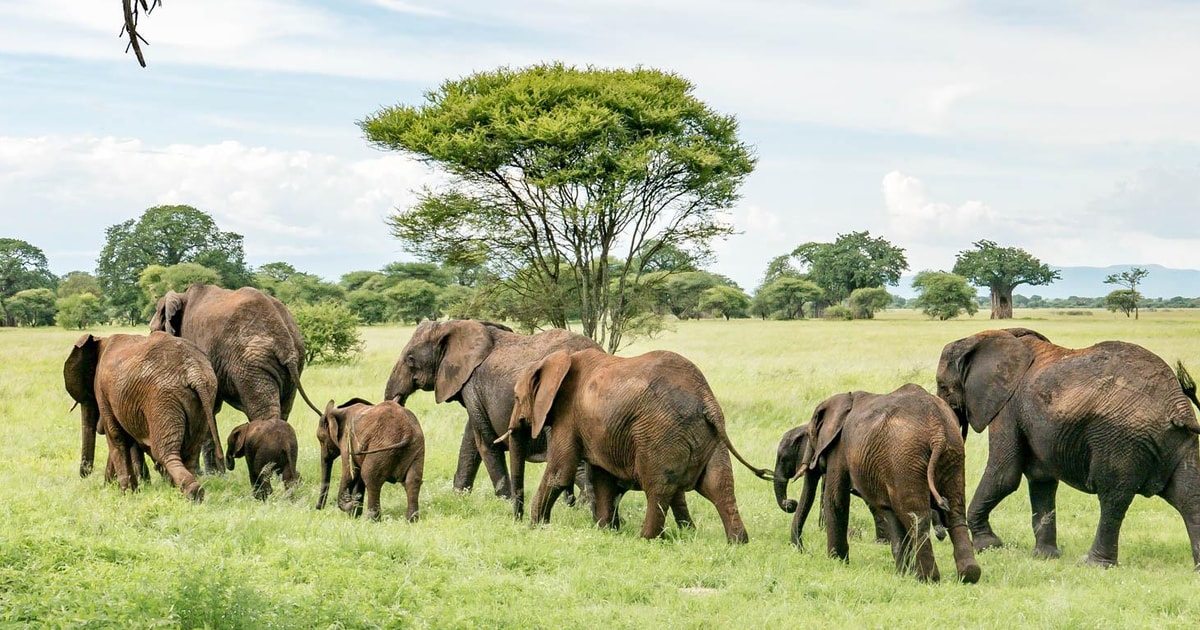 Day 2: Arusha to Tarangire National Park