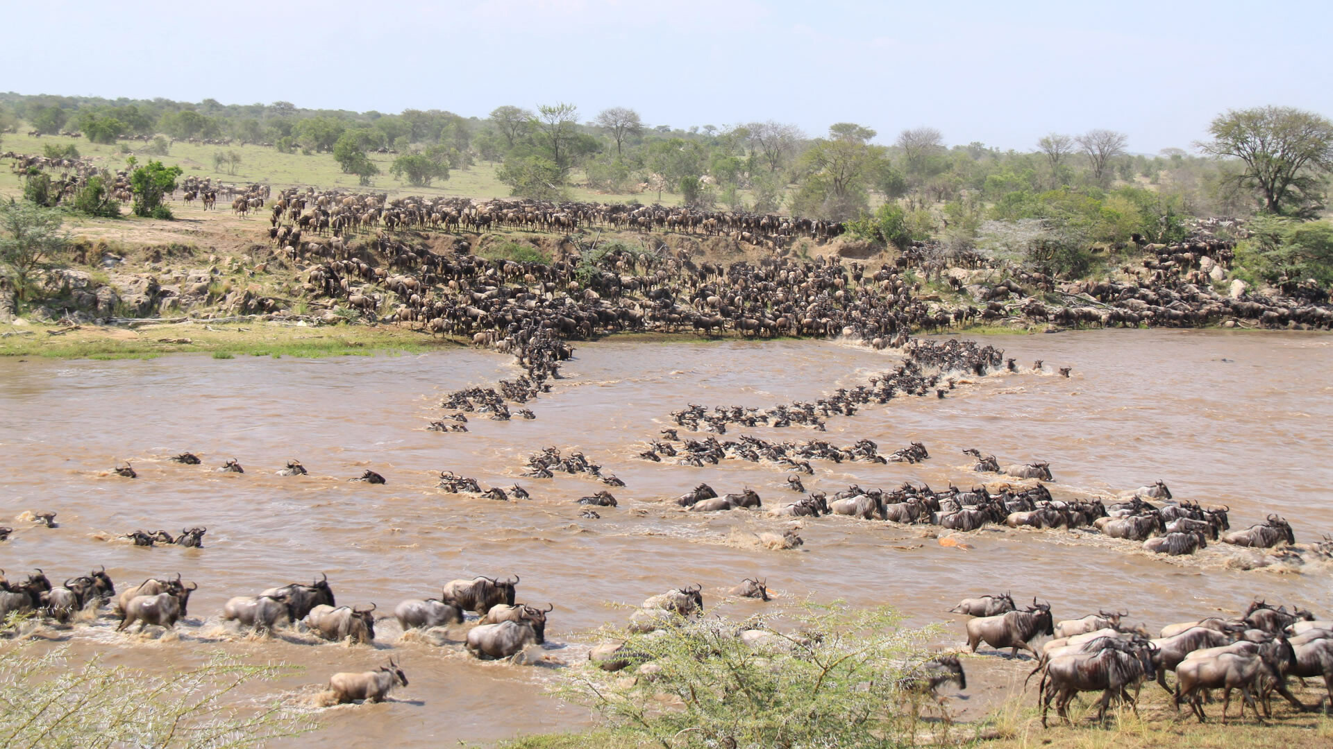 Day 5: second day in Serengeti National Park