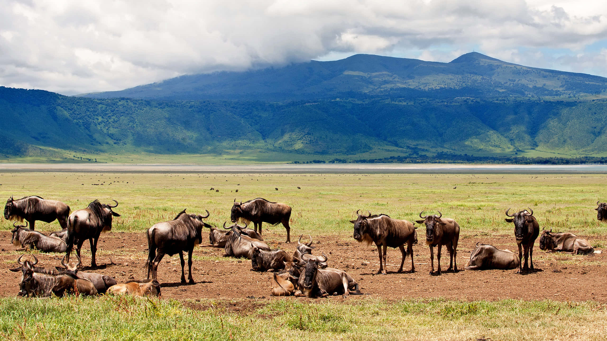 Day 6: Serengeti National Park to Ngorongoro Crater