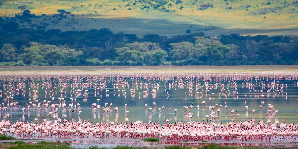 Day 7: Lake Manyara National Park to Arusha