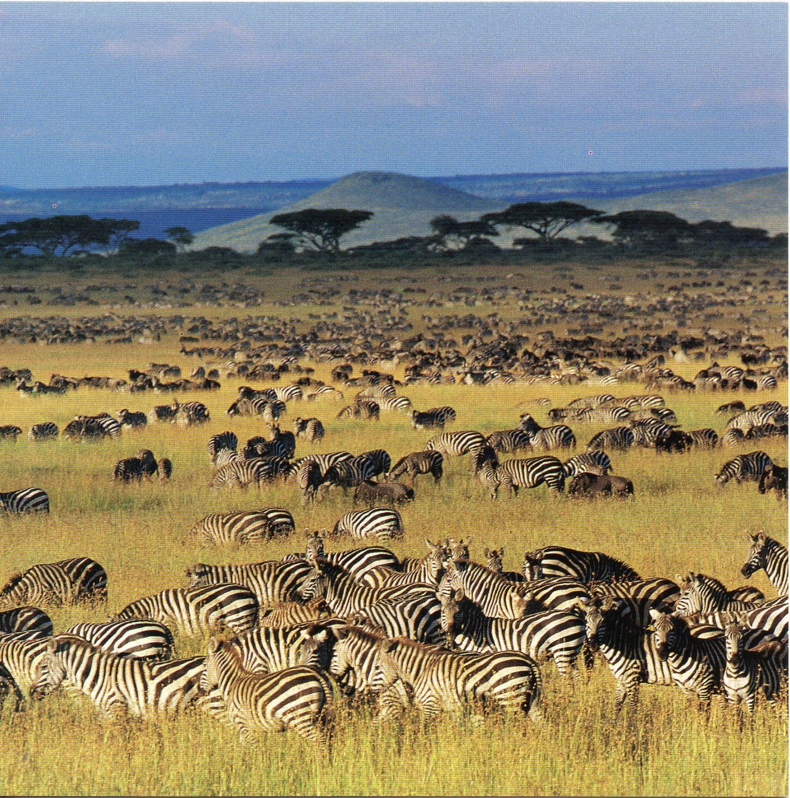 Day 4: Full-Day Game Drive in Serengeti National Park