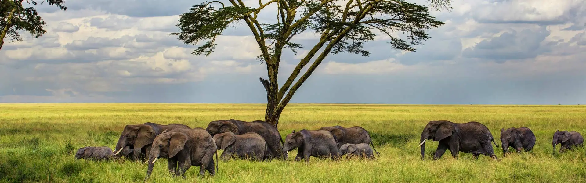 Uganda Primate & Wildlife Safari