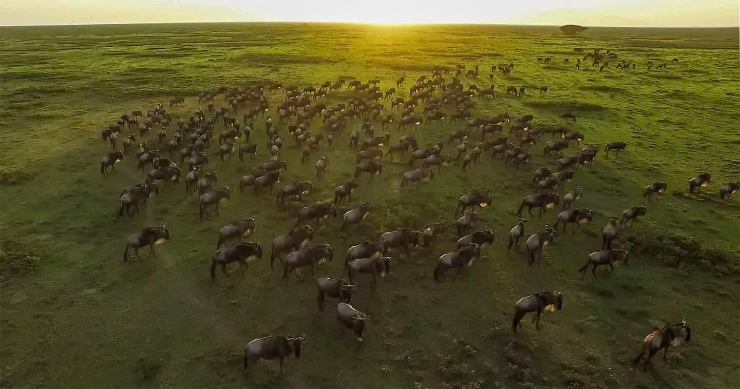 Okavango Delta Luxury Explorer