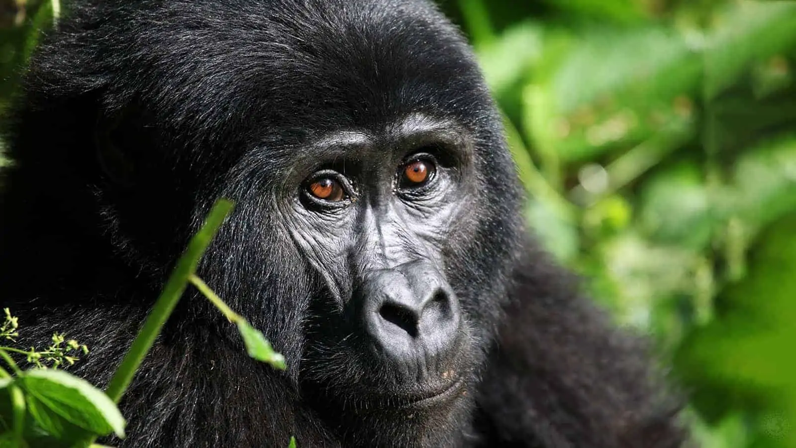 3 day Uganda gorilla tour experience