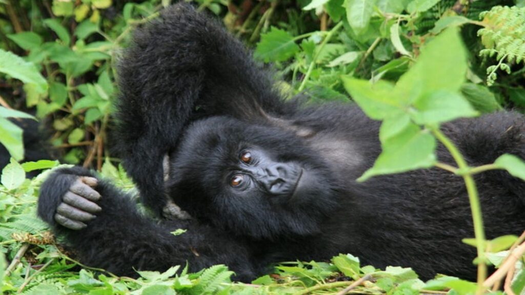 3 Day Rwanda Gorilla Trekking and Golden Monkeys