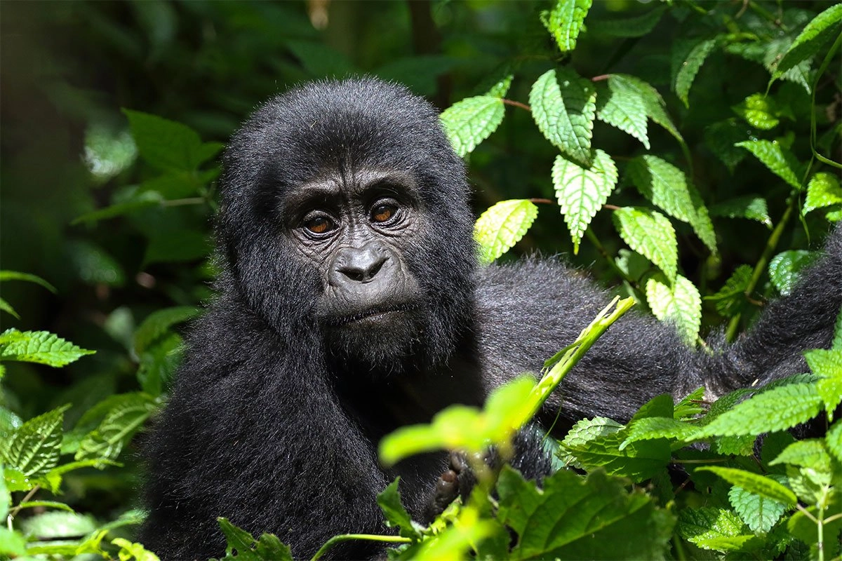 2 Day Uganda Gorilla Safari from Kigali Rwanda