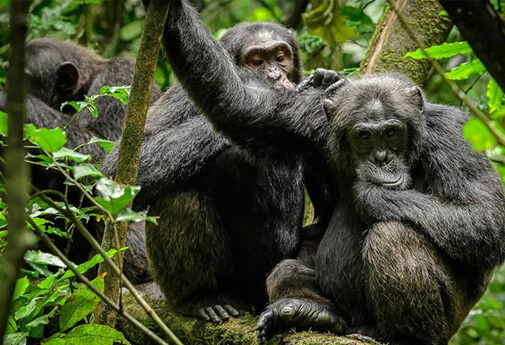 4 Days Uganda Gorillas and Chimps Tour