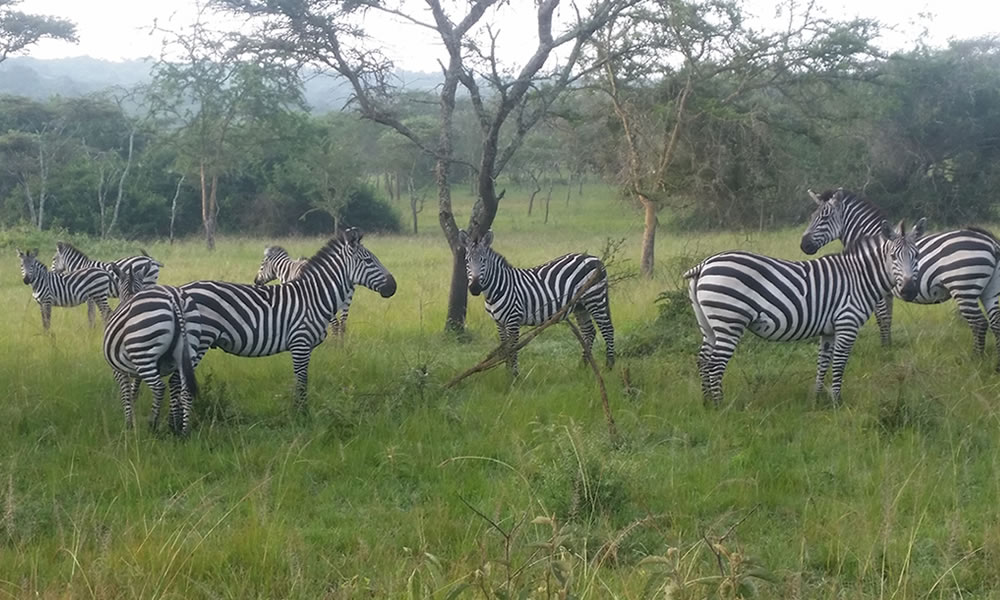 7 Day Best of Rwanda Tour from Akagera