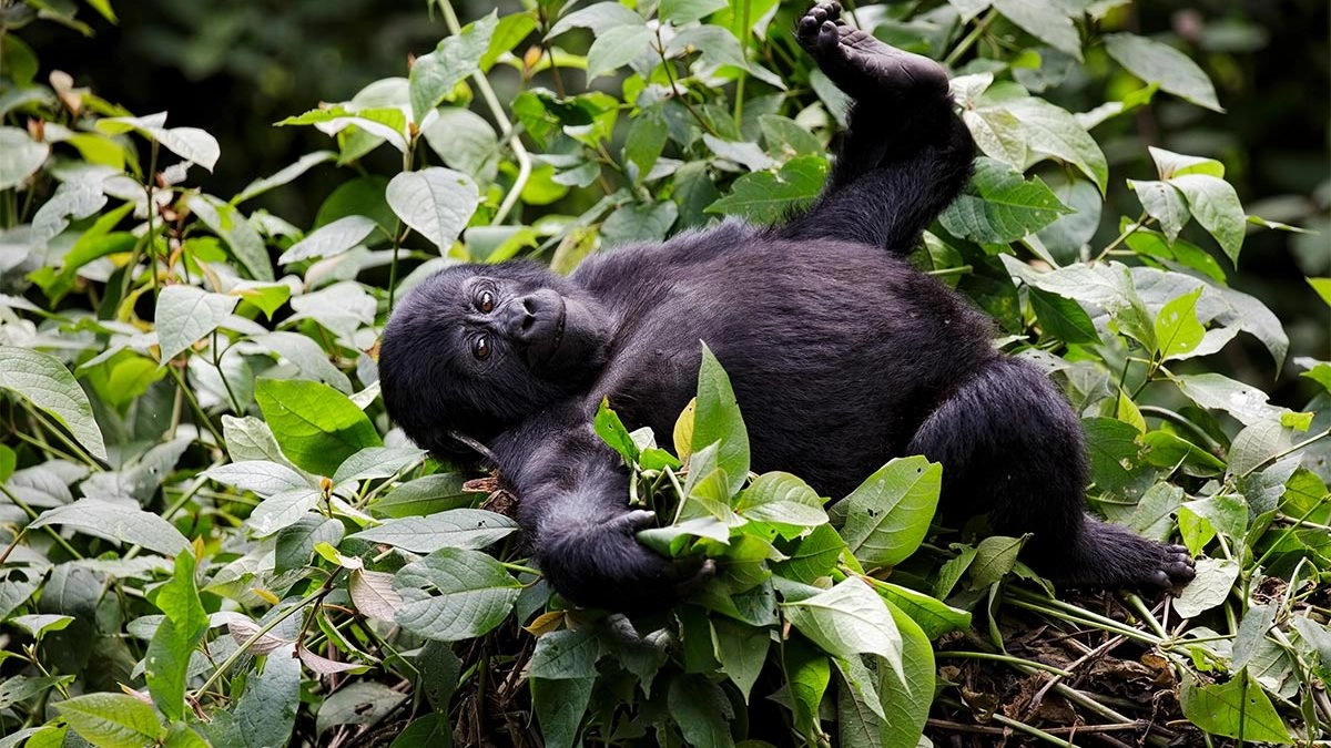 2 Day Trek to see Gorillas in Rwanda
