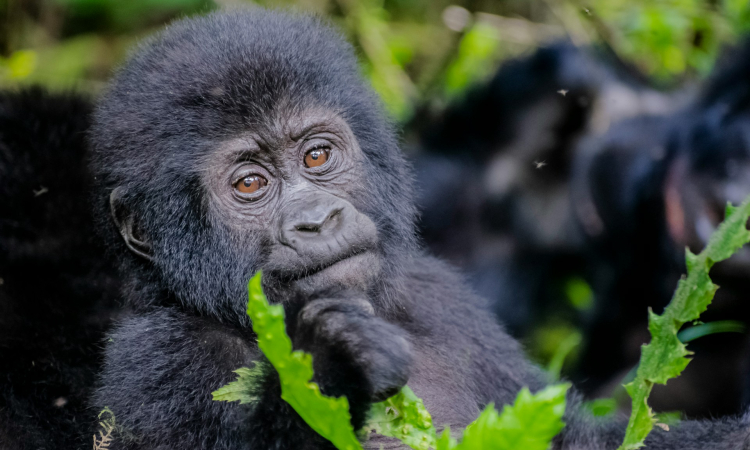 6 Day Uganda Gorillas, Chimps and Queen Elizabeth Park