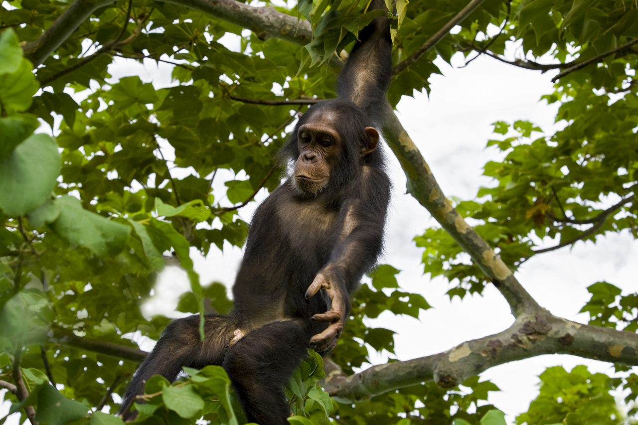 7 day Uganda primates and safari experience