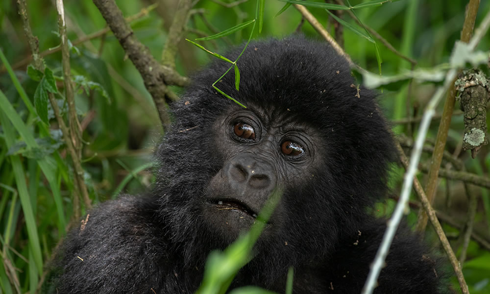 4 days Trek gorillas and chimps in Rwanda
