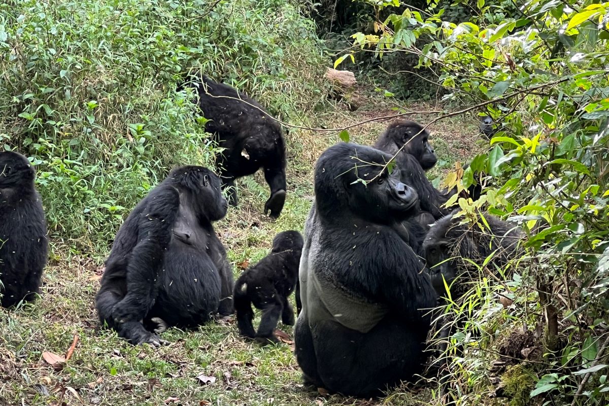 5 day Rwanda Primates safari of gorillas, chimps and golden monkeys