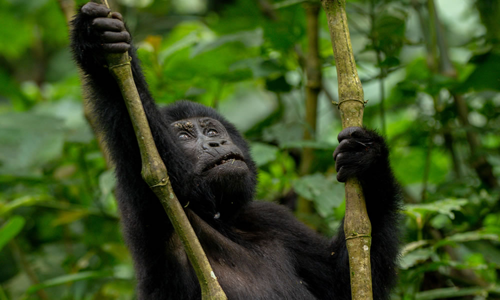 3 Day Rwanda gorilla trekking with culture and city tour