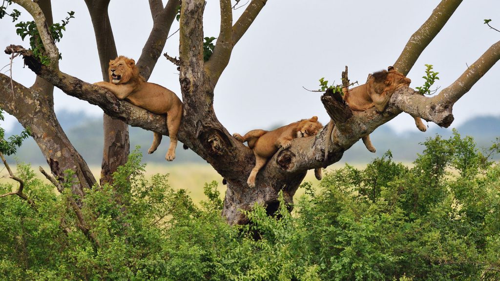5 Day Queen Elizabeth National Park and gorilla trekking Uganda