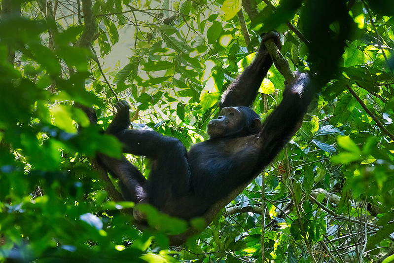 3 Day Uganda chimps trekking in Kibale with nocturnal walk
