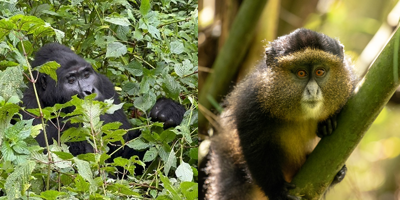 4 Day of gorilla trekking and golden monkey safari Uganda tour