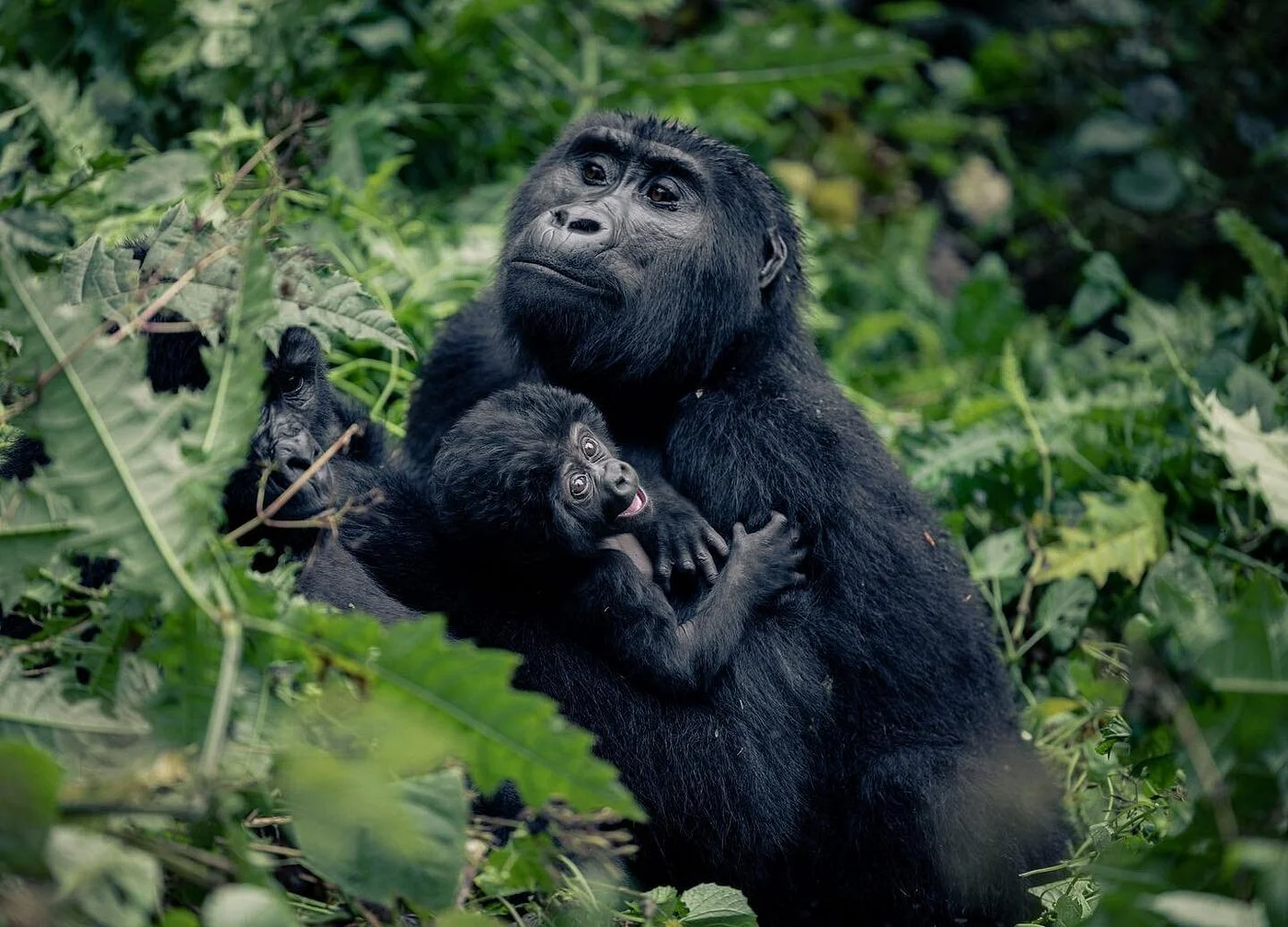 7 Day Uganda safari of wildlife with gorillas and chimps tour
