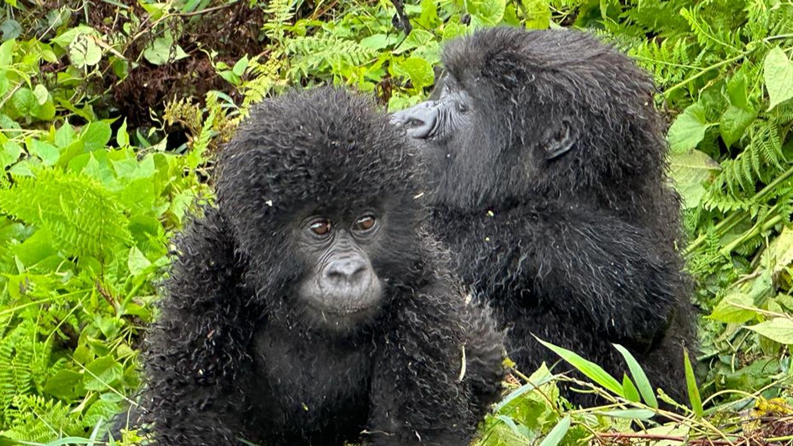 5 Day Rwanda Wildlife Safari and Gorillas