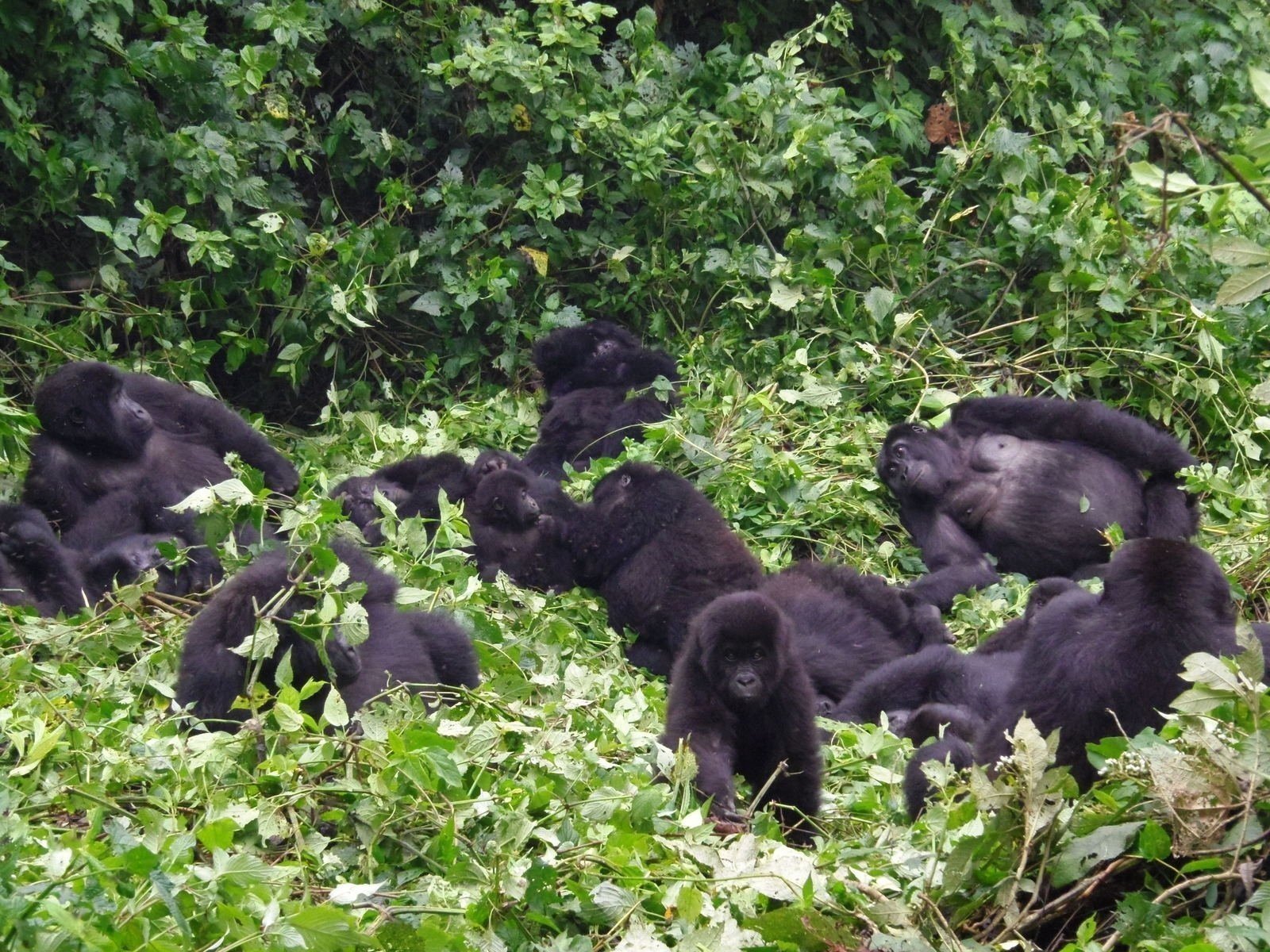 2 Days trek Rwanda gorillas and Kigali city tour
