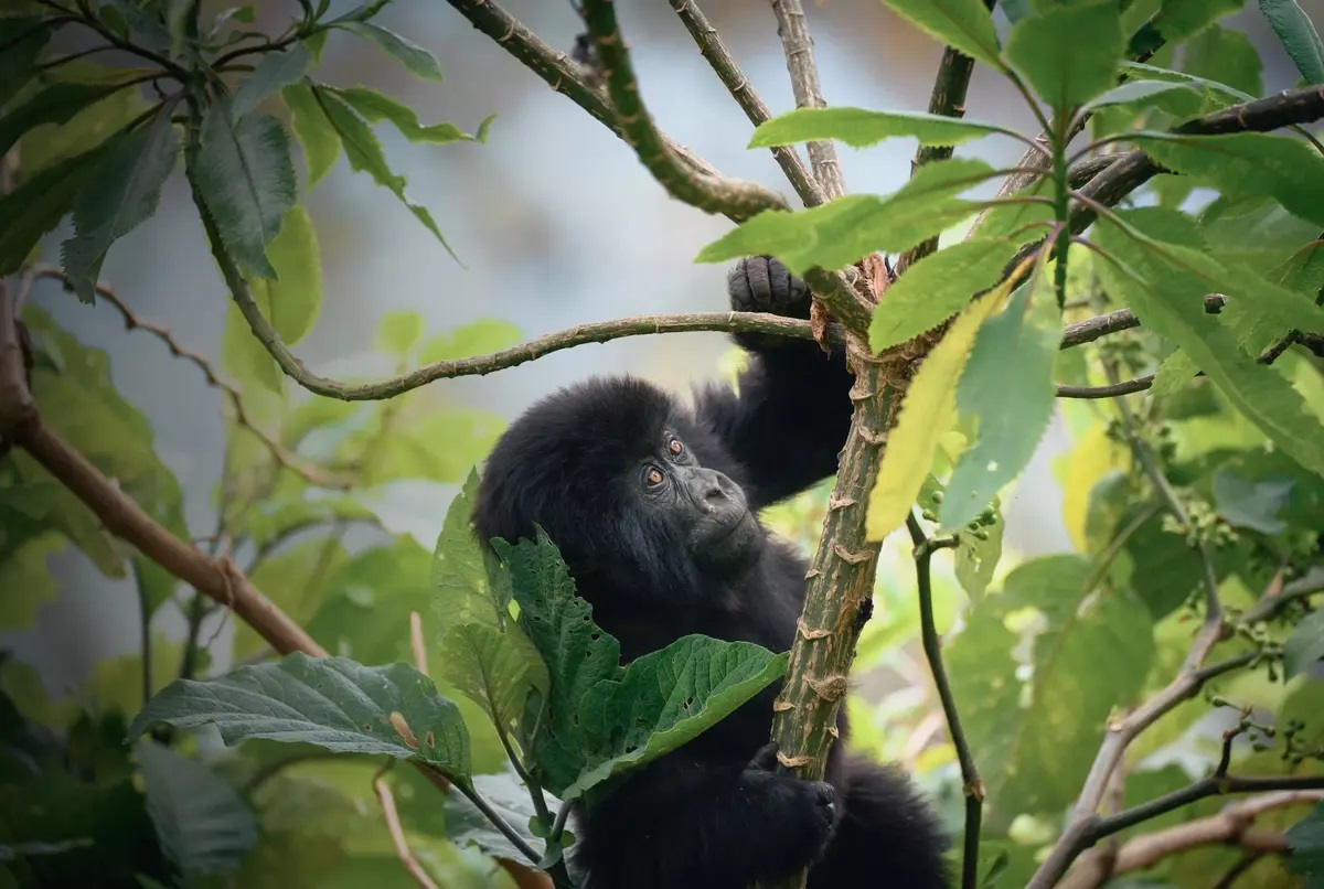 7 Days Best Of Rwanda safari tour with gorillas, chimps and big five