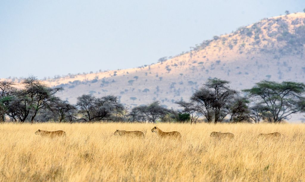 3 Days Tanzania Serengeti safari tour