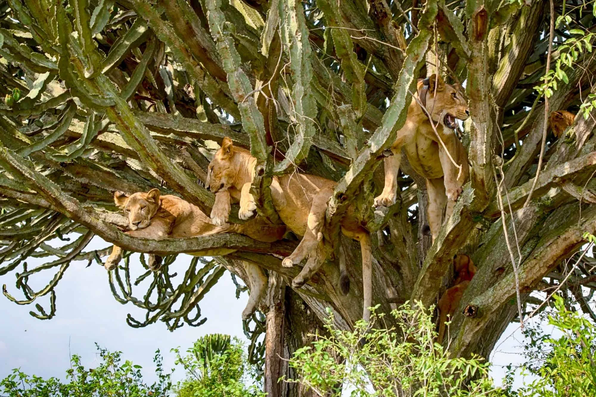Days Queen Elizabeth national park Uganda safari tour