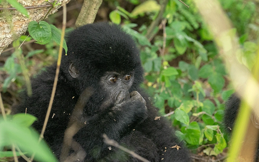 7 Day Best Uganda wildlife and primate safari tour