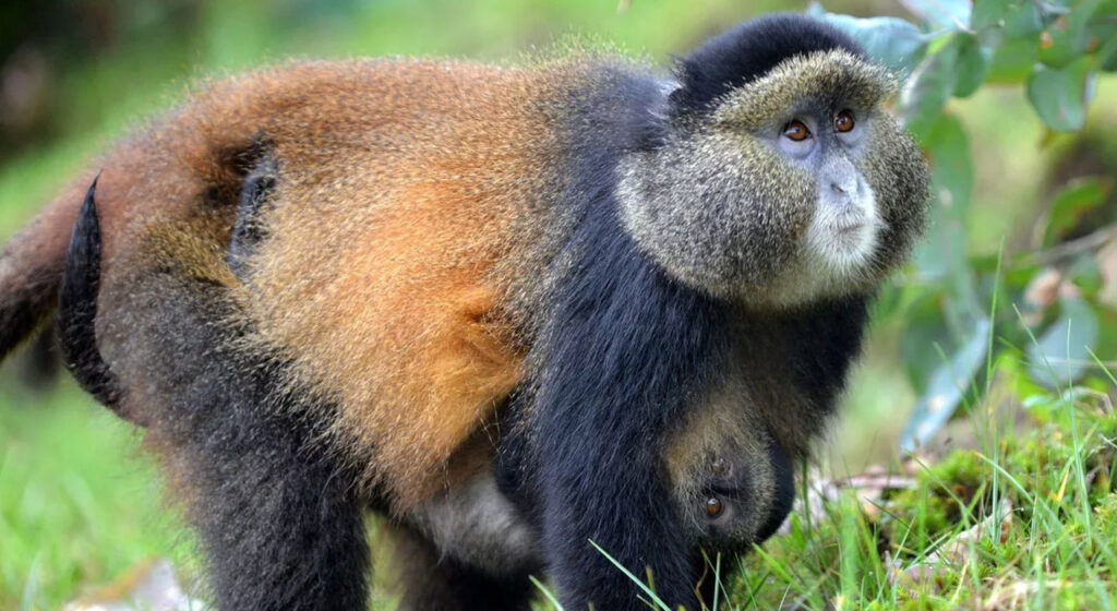 4 Day trek gorillas in Uganda from Rwanda golden monkeys