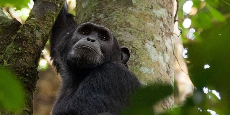 6 Day best Uganda Primates experience from Rwanda