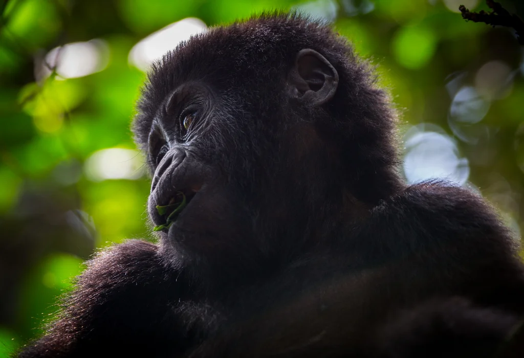 3 Day Gorilla Habituation Experience Uganda Safari