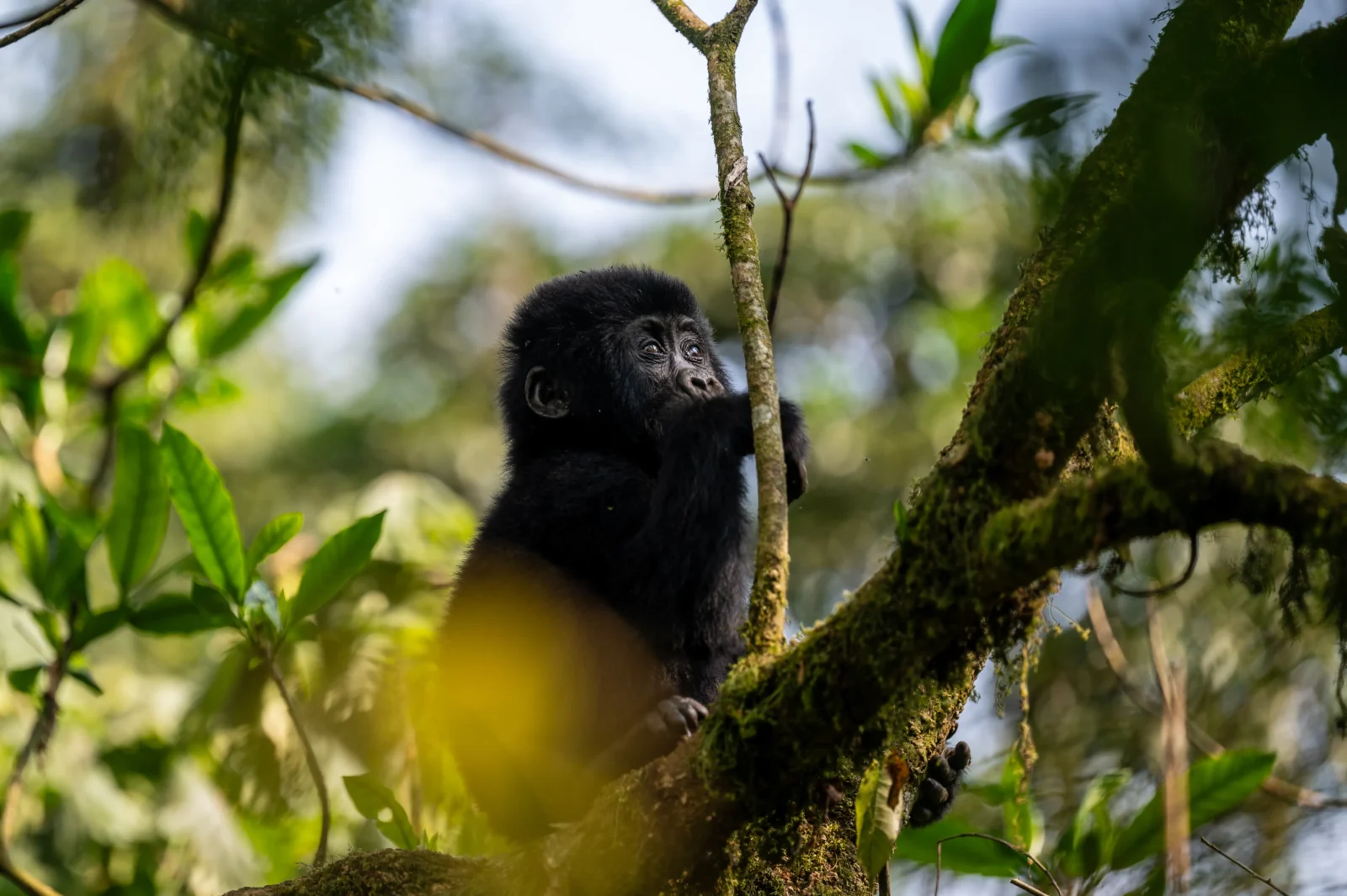4 Day of Gorilla Trekking Guided Nature Walk and Batwa Experience